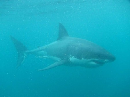 I Dived with Stewart Island Great White Sharks