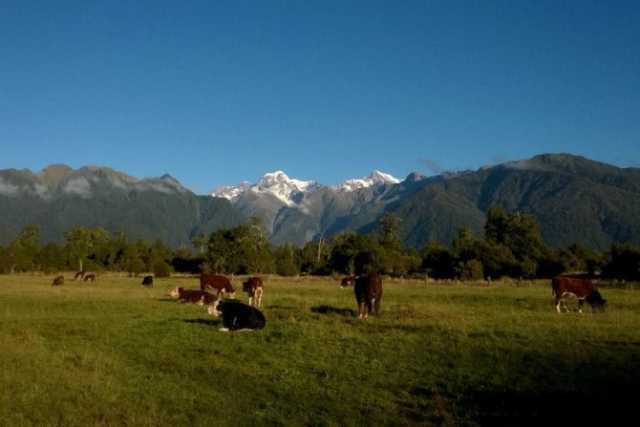 A Singaporean Guide to an NZ Working Holiday
