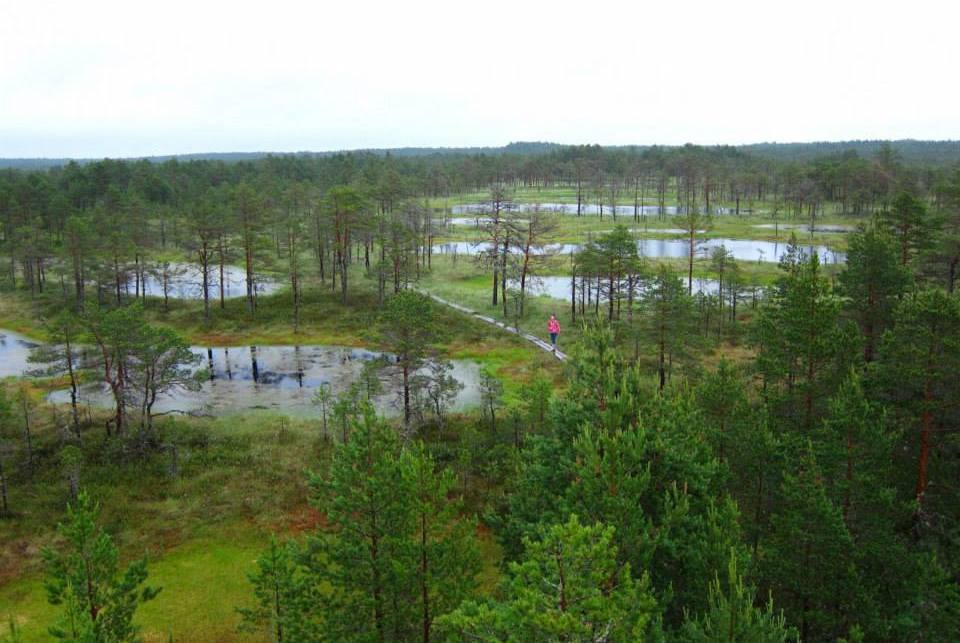 Viru Bog: A Taste of the Estonian Wilderness