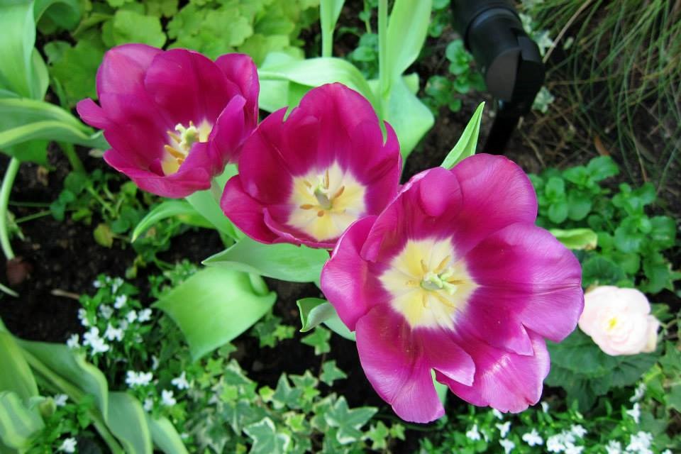 World Colours – Purple