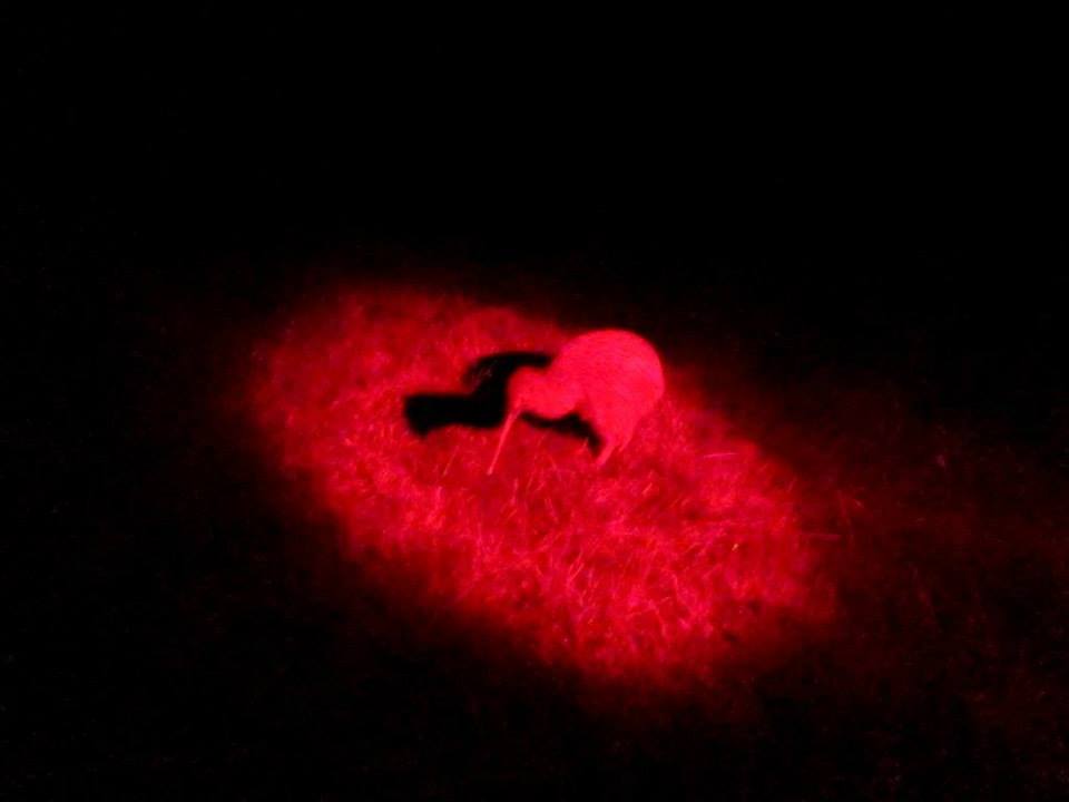 The Search for the Mysterious Stewart Island Kiwi