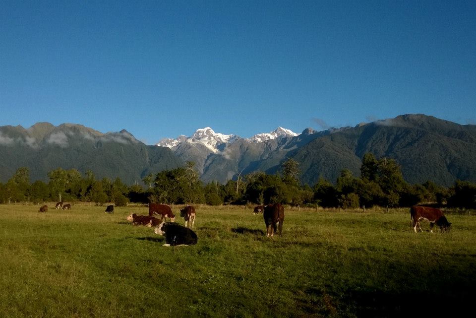 The #1 SG New Zealand Working Holiday Visa Guide for 2024