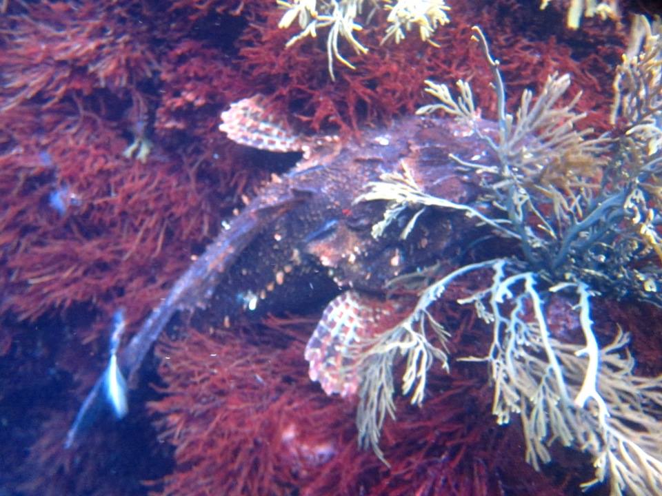 The Poor Knights Islands Made Me Wish I’d Learnt Diving