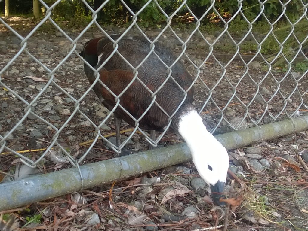 Te Anau Bird Sanctuary