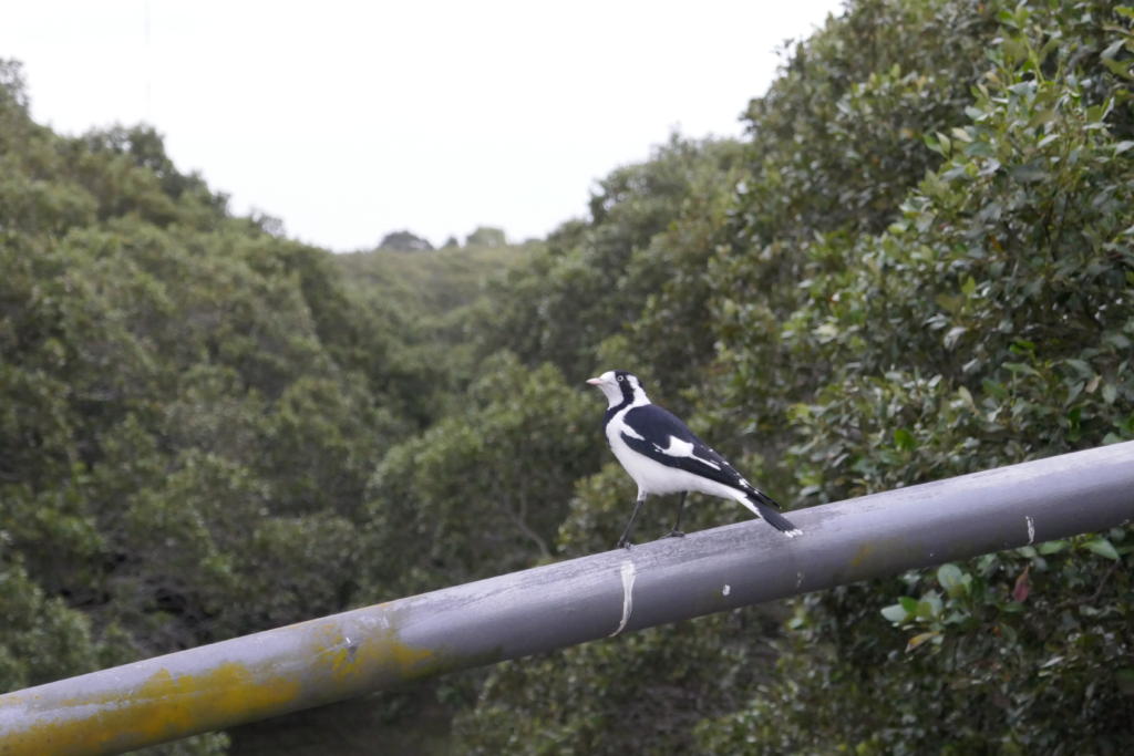 Magpie-lark, Badu mangrove