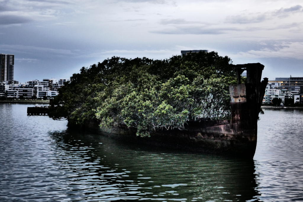 SS Ayrfield Floating Forest