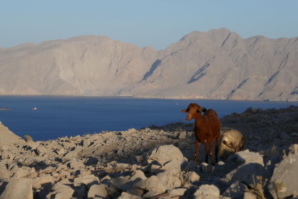 Oman road trip goat image