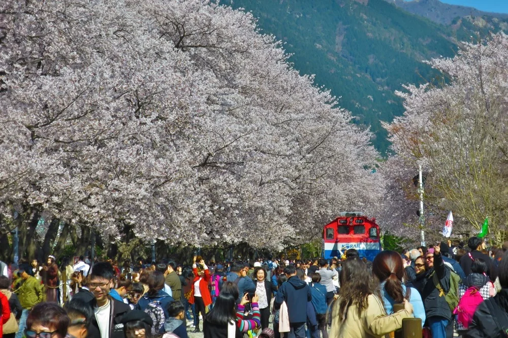 Your Cheat Sheet to Seeing Cherry Blossoms in Busan in 5 Ways